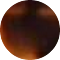 tortoise