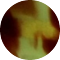 greentortoise