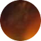 tortoise