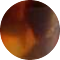 tortoise